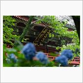 雨引観音の紫陽花