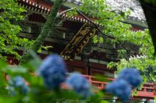雨引観音の紫陽花 