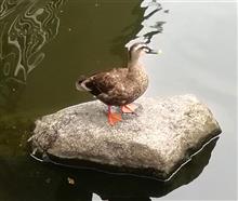 ザ・かるがも日記
