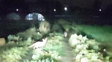 埼玉鴻巣キツネ2匹目撃。動画切り出し画像。
