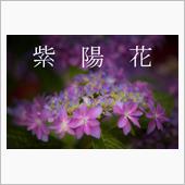 雨音は紫陽花の調べ　　(美咲 ...