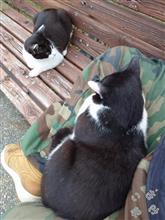スッポリ収まり猫
