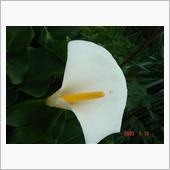 🌸　WHITE
