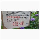 紫陽花も見頃を過ぎちゃった