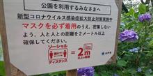 紫陽花も見頃を過ぎちゃった