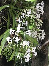 フウランの花が満開に