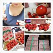 さくらんぼ🍒の季節を楽しむ ...