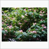 文月も自粛で野の花探し