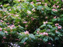 文月も自粛で野の花探し 文月も自粛で野の花探し