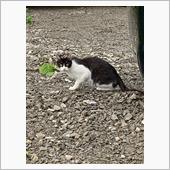 親猫は