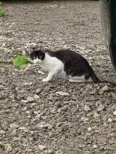 親猫は