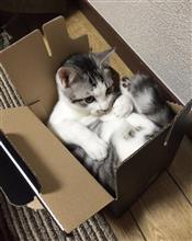 配達物