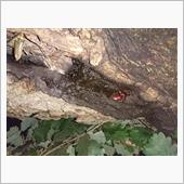 カブトムシがやってきた