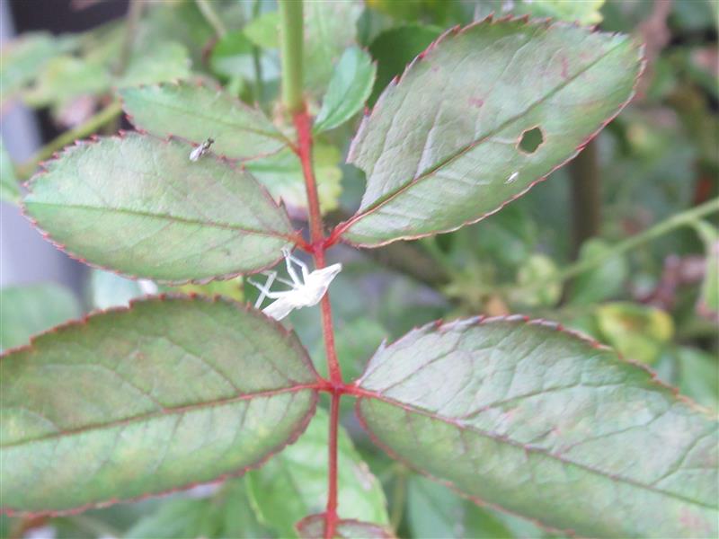 カマキリの抜け殻 Raffinata Pのブログ 多趣味です みんカラ