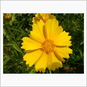 🌸　YELLOW