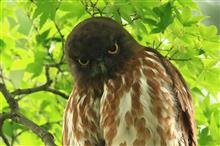 アオバズク千変万化♪ アオバズク千変万化♪