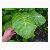 ブレーキ調整の裏技
