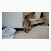 ゴキから我が家を守る  #猫 ...