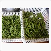 枝豆５キロ到着