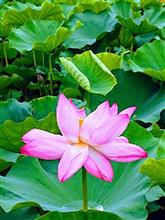 昨日は仕事の移動中に途中下車して、上野不忍池の蓮の花