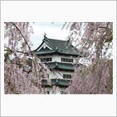 青森県・弘前城のさくら