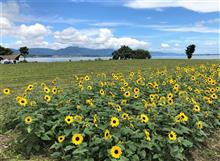 ひまわりと琵琶湖と比良山