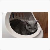 ルル経過良好   #猫 #ル ...