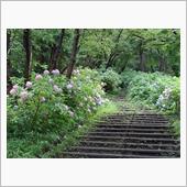 雨上がりの生田緑地