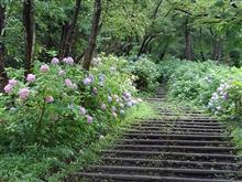 雨上がりの生田緑地
