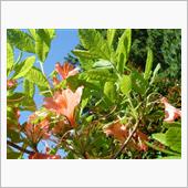 🌸　ORANGE