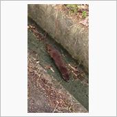 野生(？)動物が現れた