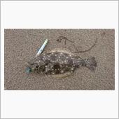 釣り三昧？