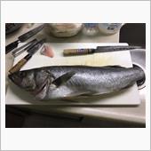 200718 タコとマタカ釣 ...