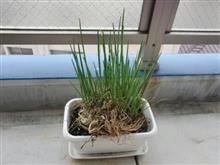 我が家の観葉植物？