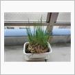 我が家の観葉植物？