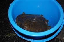 出会いは突然に　🐢　