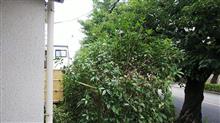 梅雨の合間のプチ熱中症剪定！？