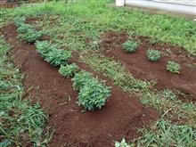 週末恒例の雑草処理 週末恒例の雑草処理