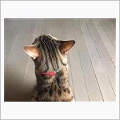 気にナル気にナルナル