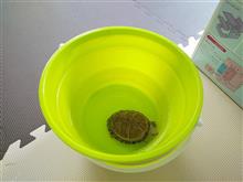 亀も休日