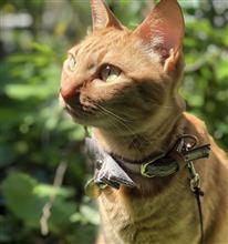 家族のご紹介　娘達　2人です（愛猫）