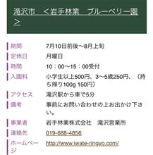 ブルーベリー狩り
