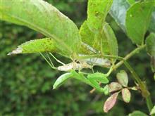 続・&#39;20　カマキリ