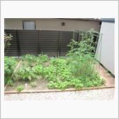 今年の家庭菜園現状