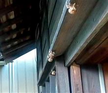 セミの抜け殻