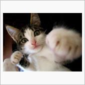 猫の飼い主あるある言いたい！