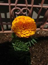 マリーゴールド🏵️ マリーゴールド🏵️