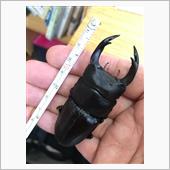 2020オオクワガタ幼虫の割 ...