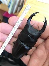 2020オオクワガタ幼虫の割り出し 2020オオクワガタ幼虫の割り出し