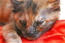 さびねこ　のんの